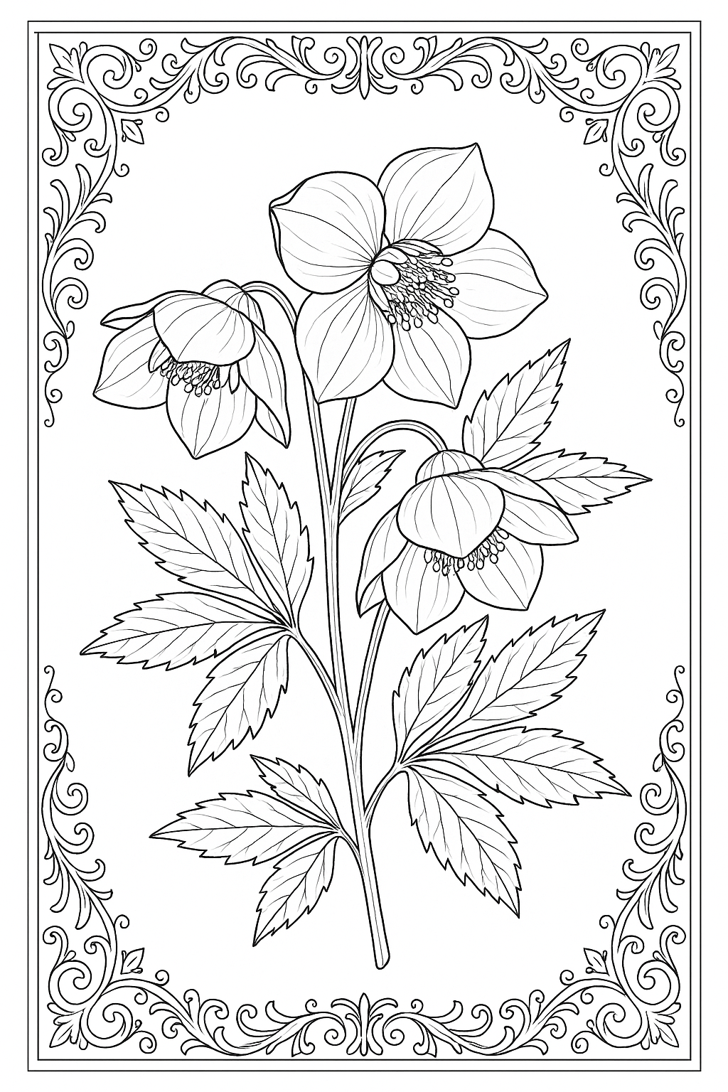 Winter Hellebore Coloring Page